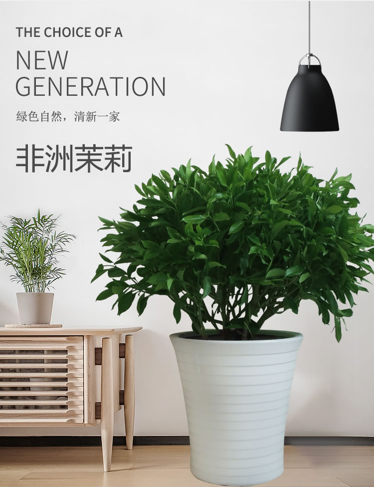 北京綠植租賃公司-學(xué)會這7個(gè)小技巧