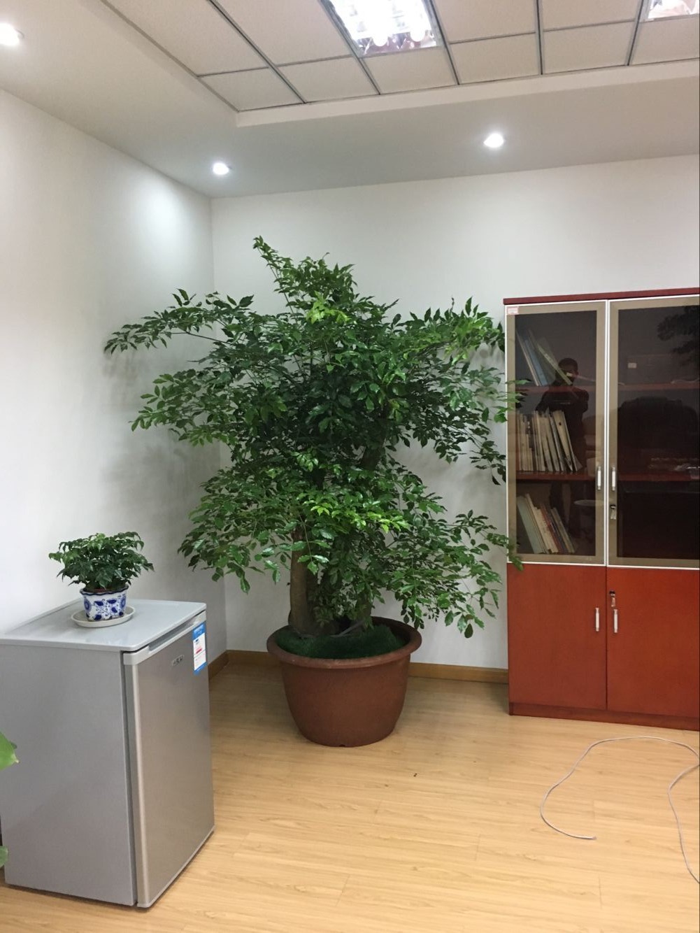 室內(nèi)綠植租賃多少錢(qián)？好處和擺放建議有哪些？