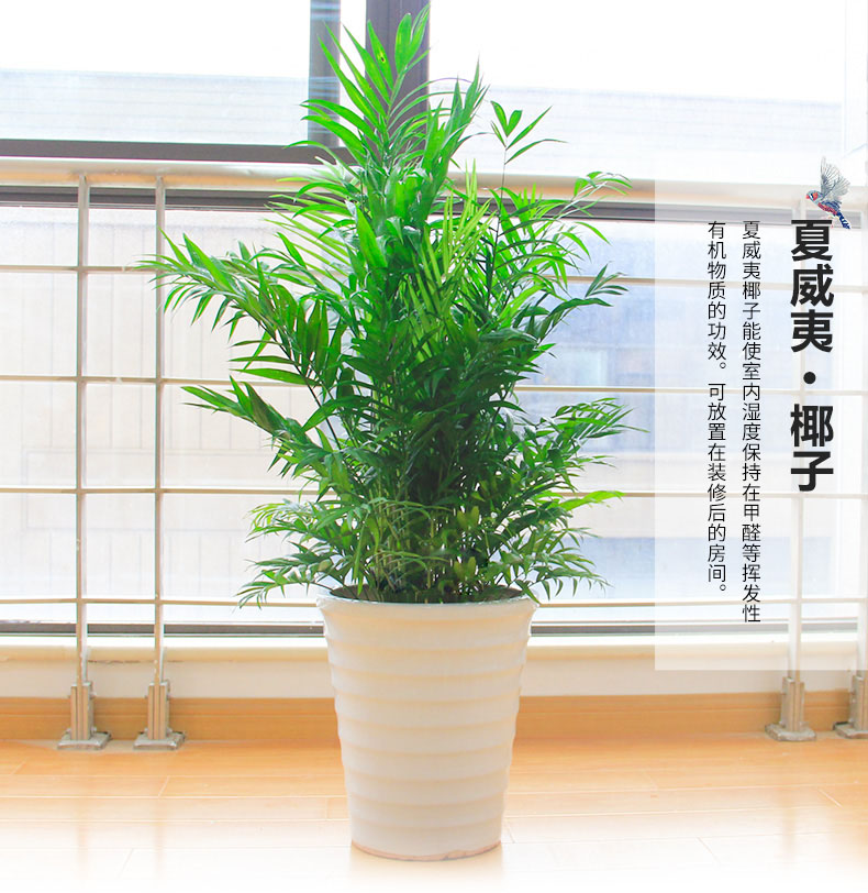 綠色植物鳳尾竹的報(bào)價(jià)鳳尾竹盆栽葉枯怎么辦？