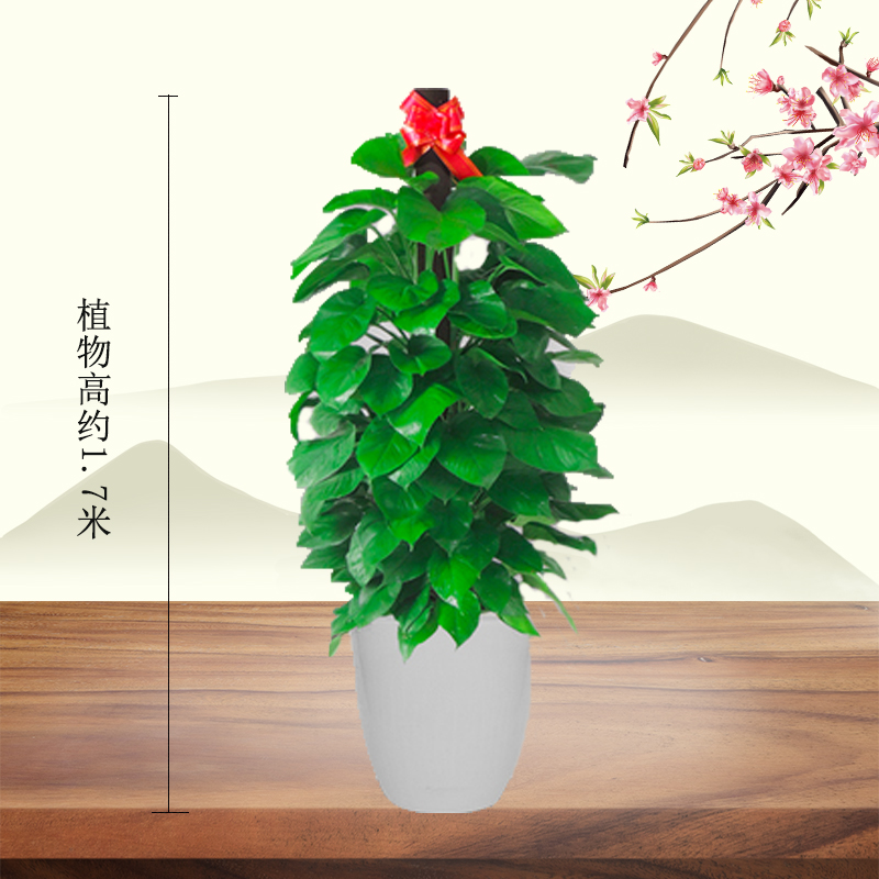 北京花卉公司夏天這樣養(yǎng)護植物